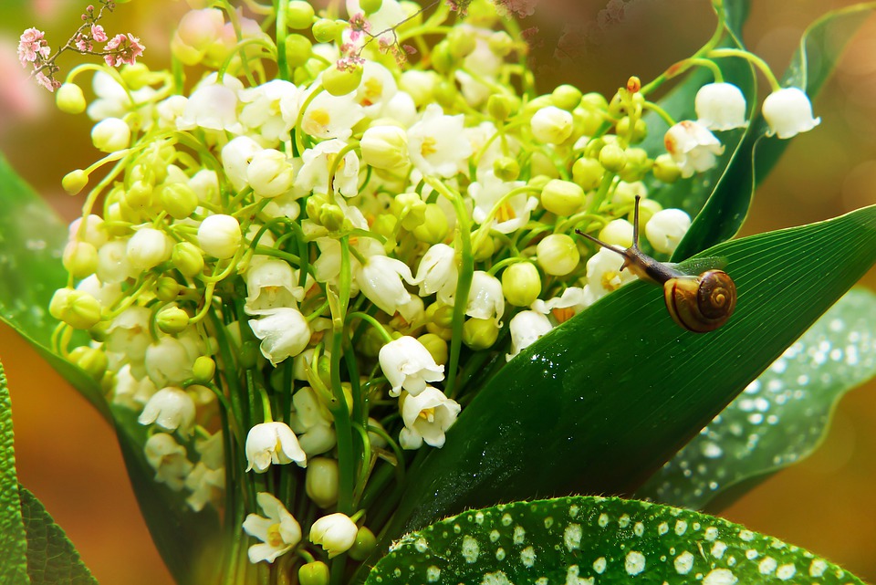 Joli 1er mai à vous, Résiloft vous offre un bouquet de muguet !